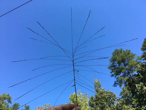 Image of Short-Leaf Skeleton Grass