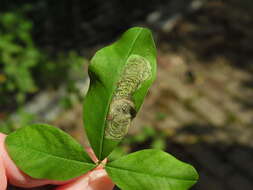 Слика од Leucoptera laburnella Stainton