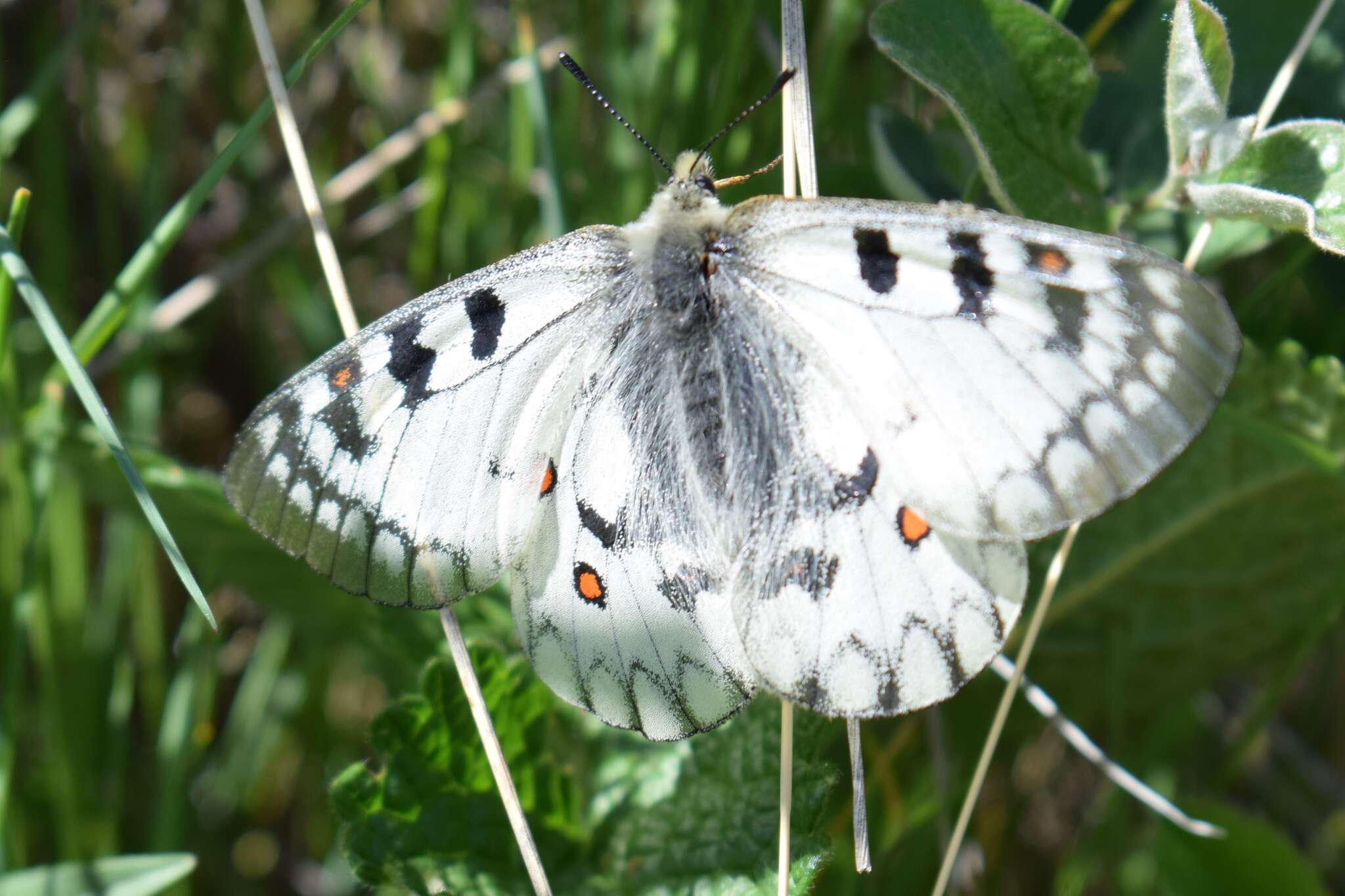 Sivun Parnassius ariadne (Lederer 1853) kuva