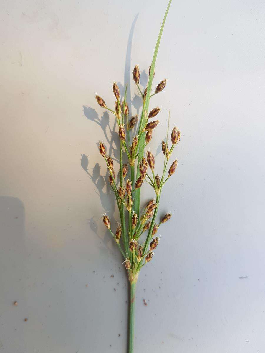 Sivun Fimbristylis dichotoma (L.) Vahl kuva