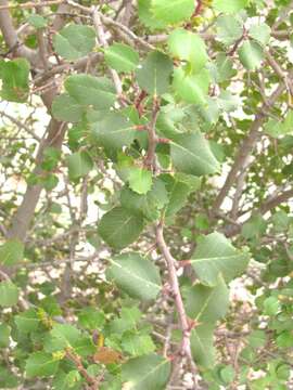 Image of Endotropis crocea (Nutt.) Hauenschild