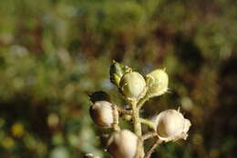 Image of Alyssum minutum Schlecht. ex DC.