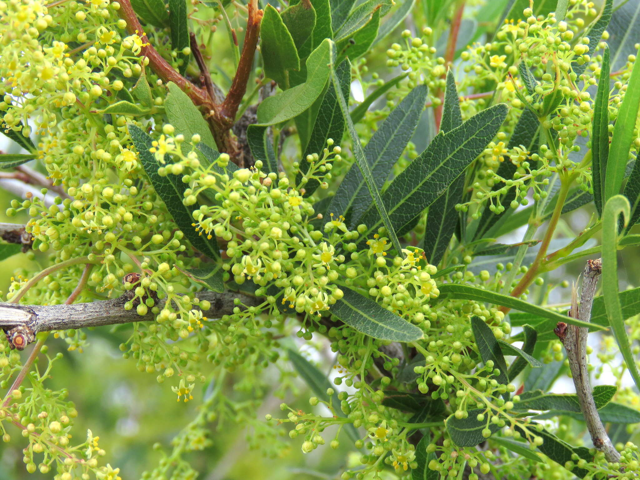 Image of African sumac