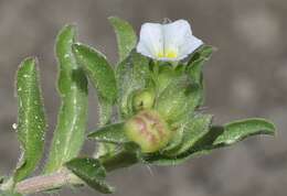 Image de Convolvulus humilis Jacq.