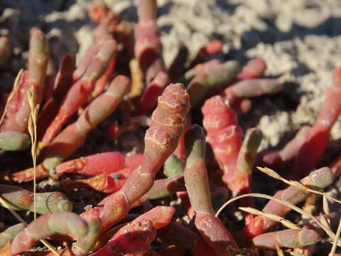 Image of Salicornia magellanica Phil.