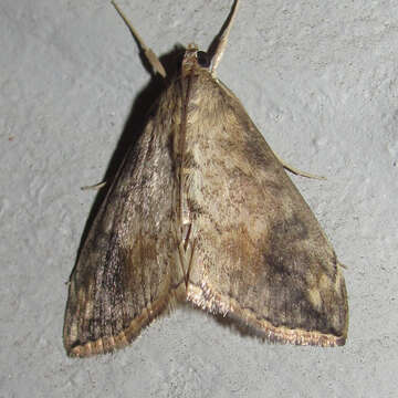 Image of Cross-striped Cabbageworm