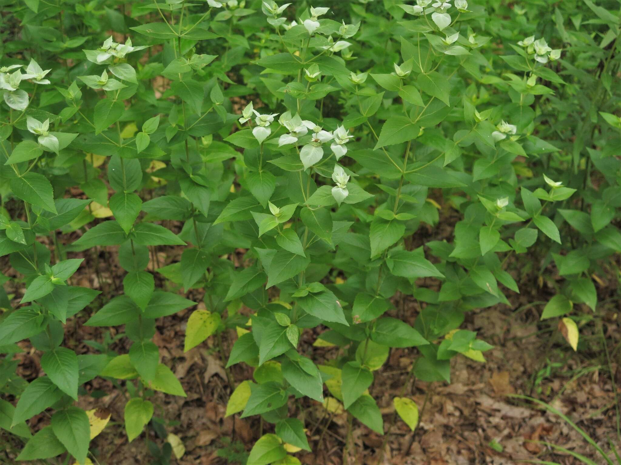 Image of Clustered Mountain-Mint