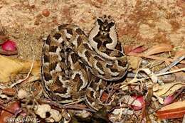 Image of Many-horned adder