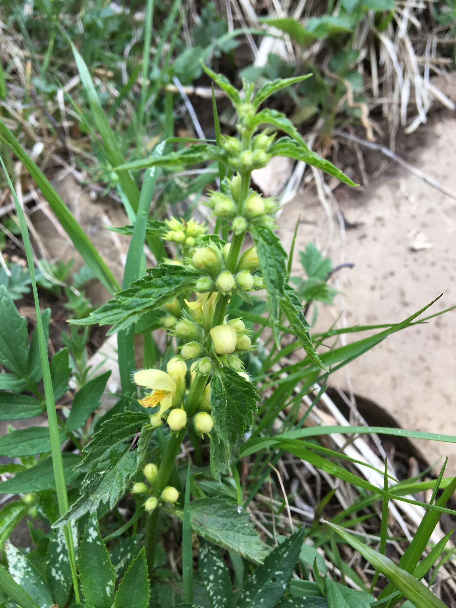 Lamium galeobdolon subsp. montanum (Pers.) Hayek的圖片