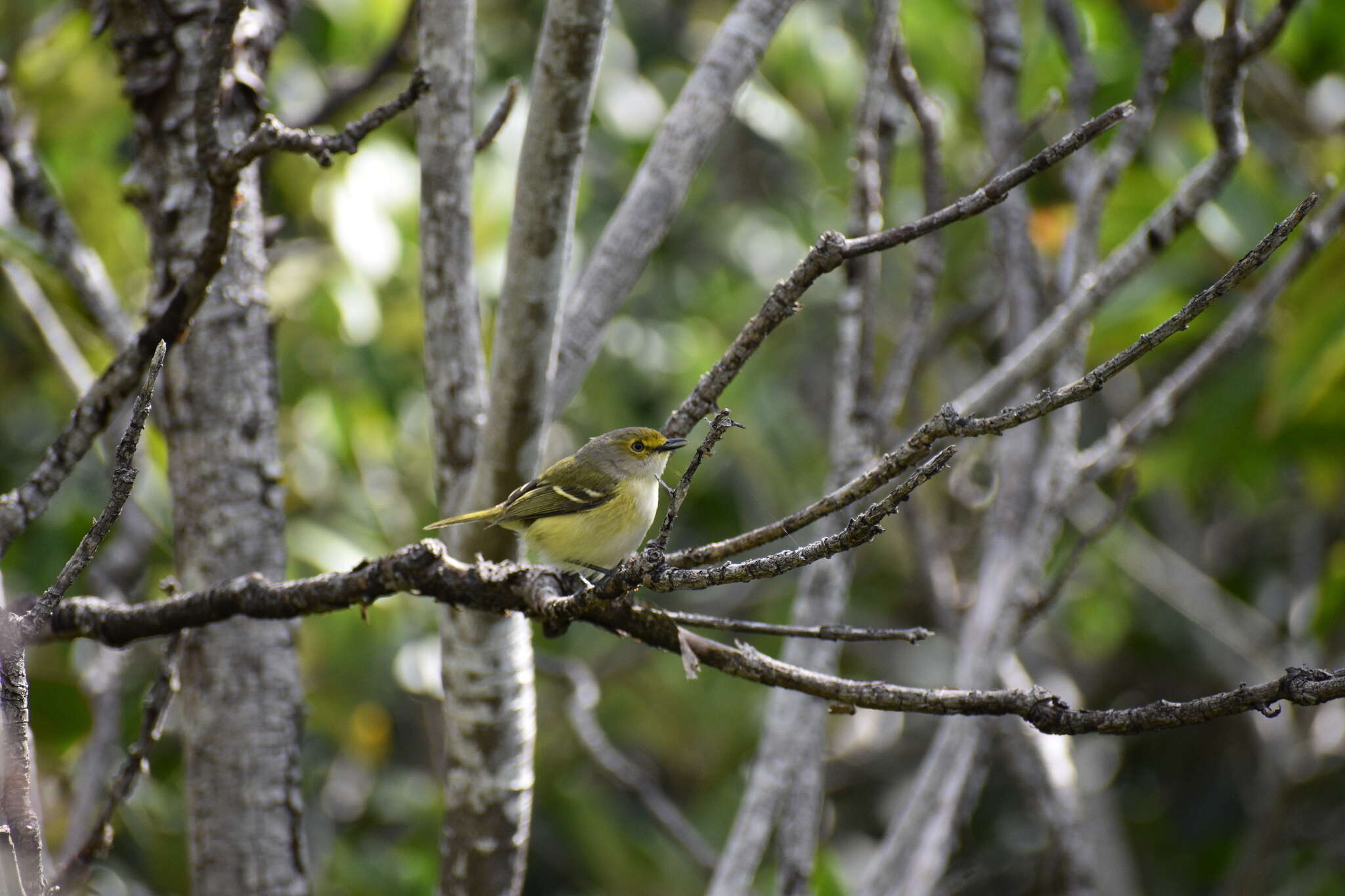 Слика од Vireo griseus bermudianus Bangs & Bradlee 1901