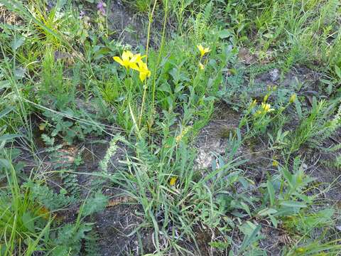 Image of Linum mucronatum subsp. armenum (Bordzil.) P. H. Davis