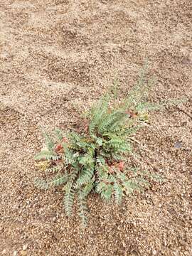 Image of freckled milkvetch