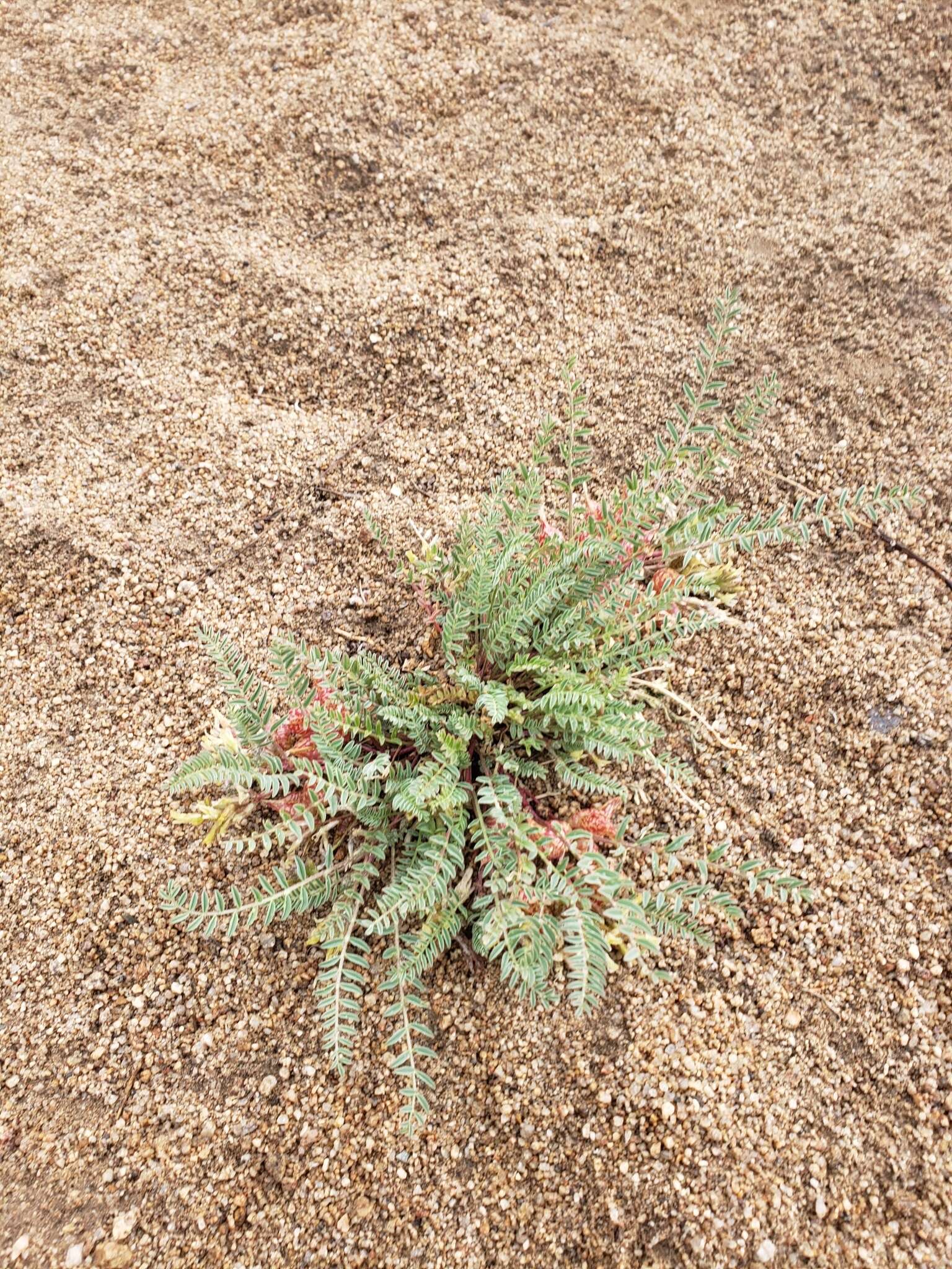 Image of freckled milkvetch