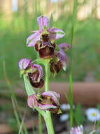 Image of Ophrys minuticauda Duffort