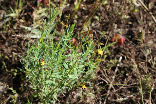 Image of Hypericum silenoides Juss.