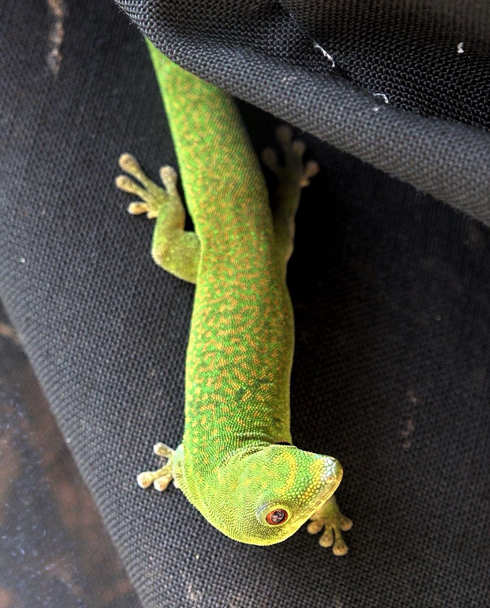 Imagem de Phelsuma v-nigra anjouanensis Meier 1986