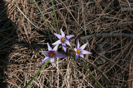 Image of Romulea columnae subsp. grandiscapa (Webb) G. Kunkel