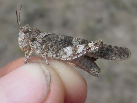 Image of Campestral grasshopper