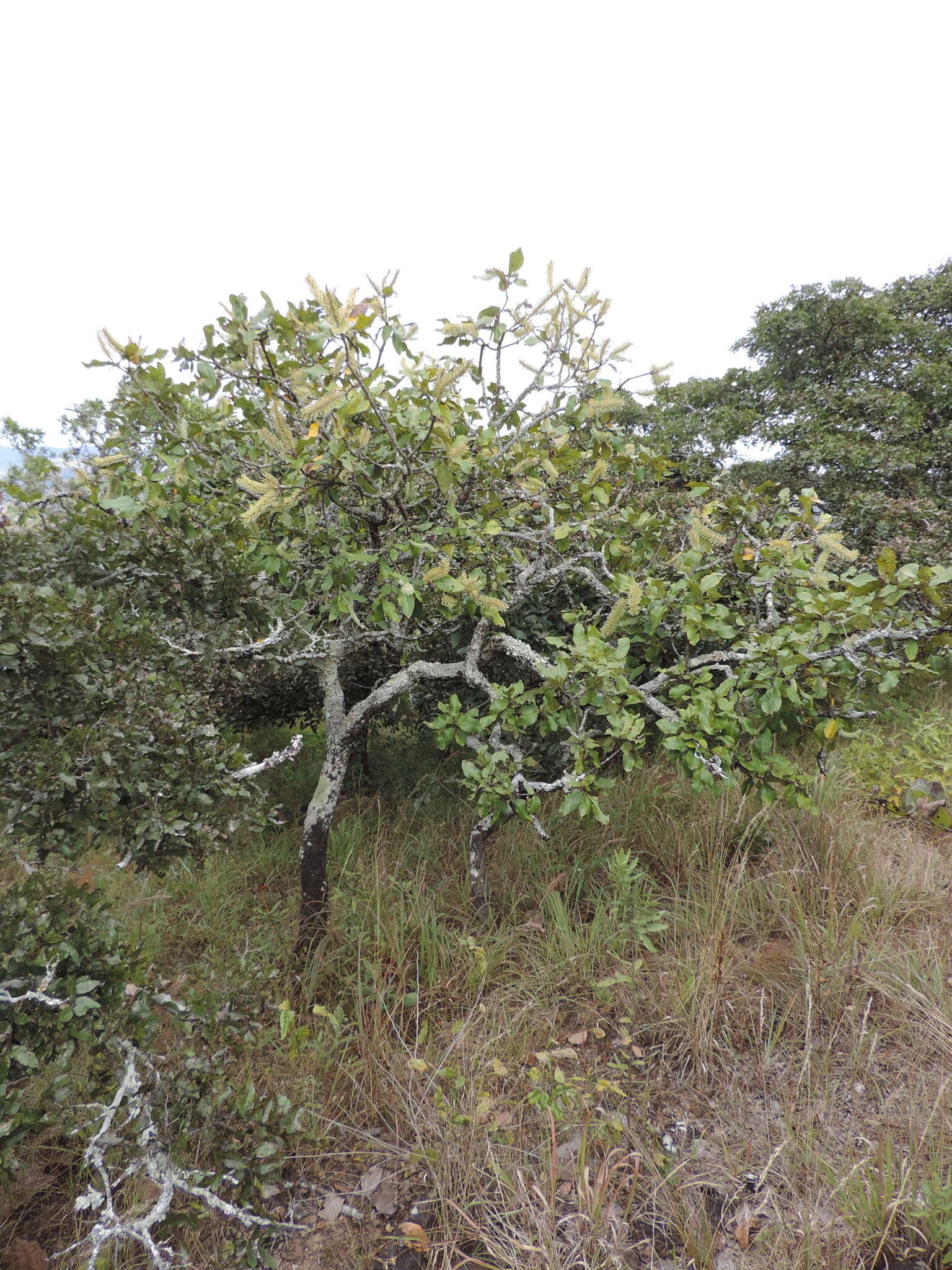 Image of Broad-leave beech