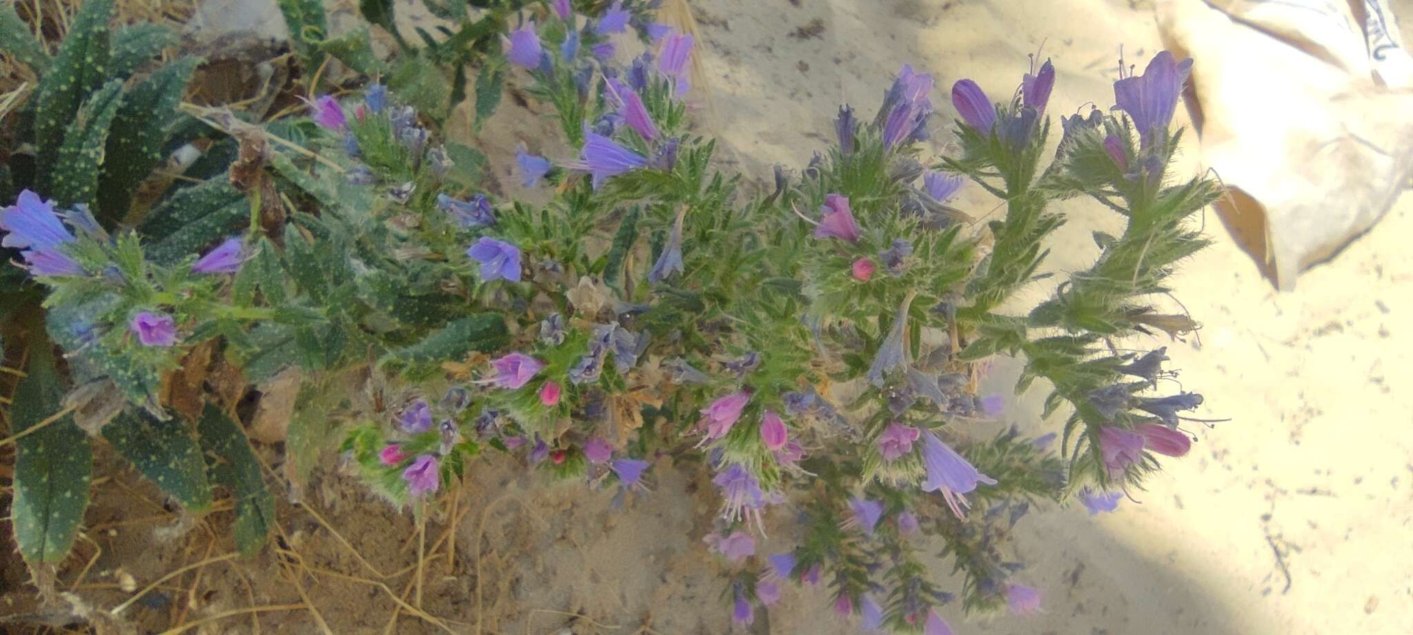 Echium gaditanum Boiss.的圖片