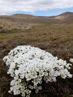 Image of Gentianella divisa (Kirk) Glenny