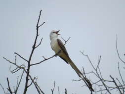 Image of Scissor-tailed Flycatcher