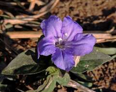 Plancia ëd Ruellia erythropus (Nees) Lindau