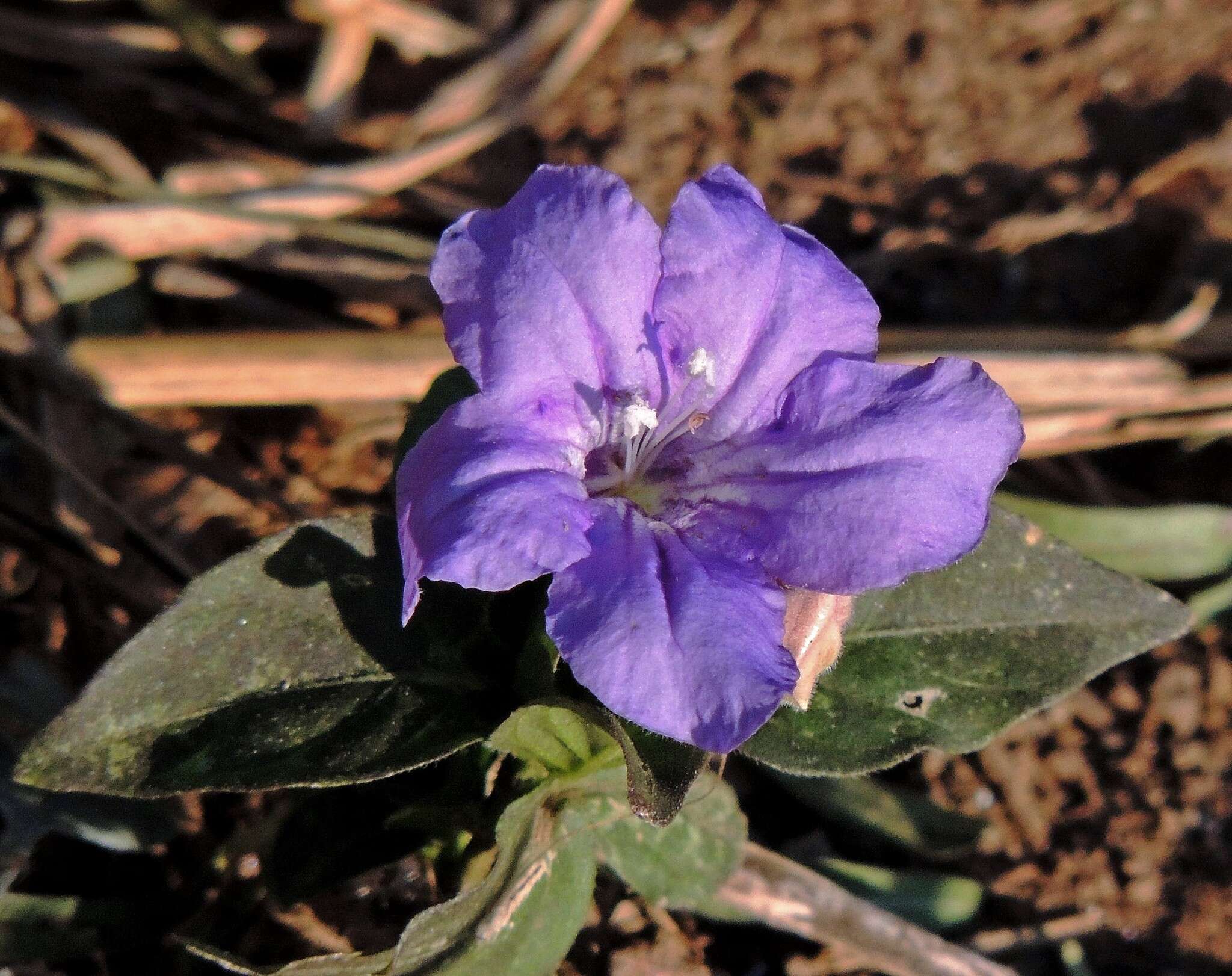 صورة Ruellia erythropus (Nees) Lindau