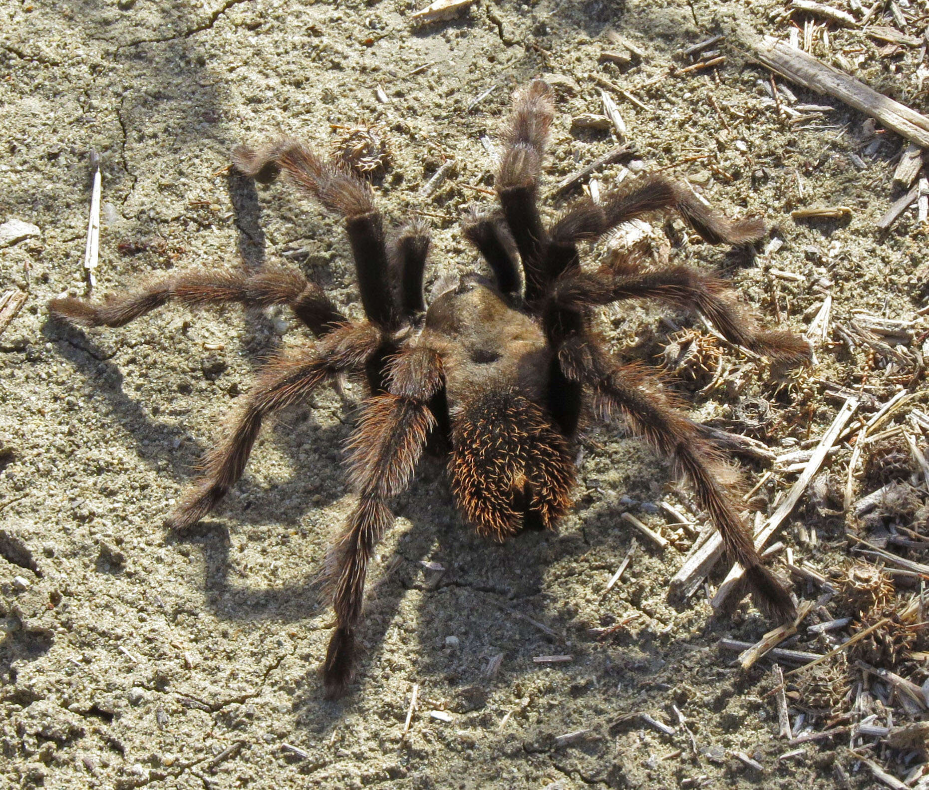 Image of Aphonopelma eutylenum Chamberlin 1940