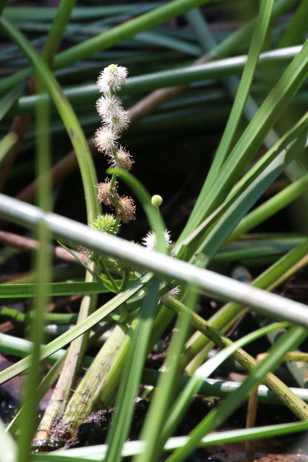 Imagem de Sparganium subglobosum Morong