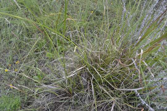 Image of Carex burkei (C. B. Clarke) Luceño & Martín-Bravo