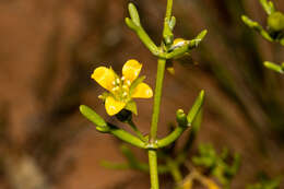 Image of Roepera aurantiaca Lindl.