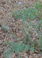 Image of meadow flax