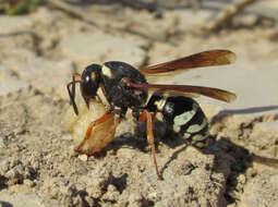 Sivun Tropidodynerus interruptus (Brulle 1832) kuva