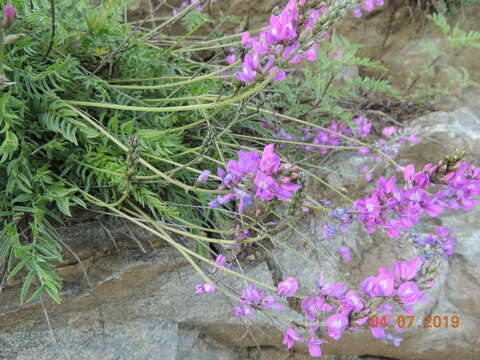 Image of Oxytropis coerulea (Pall.) DC.