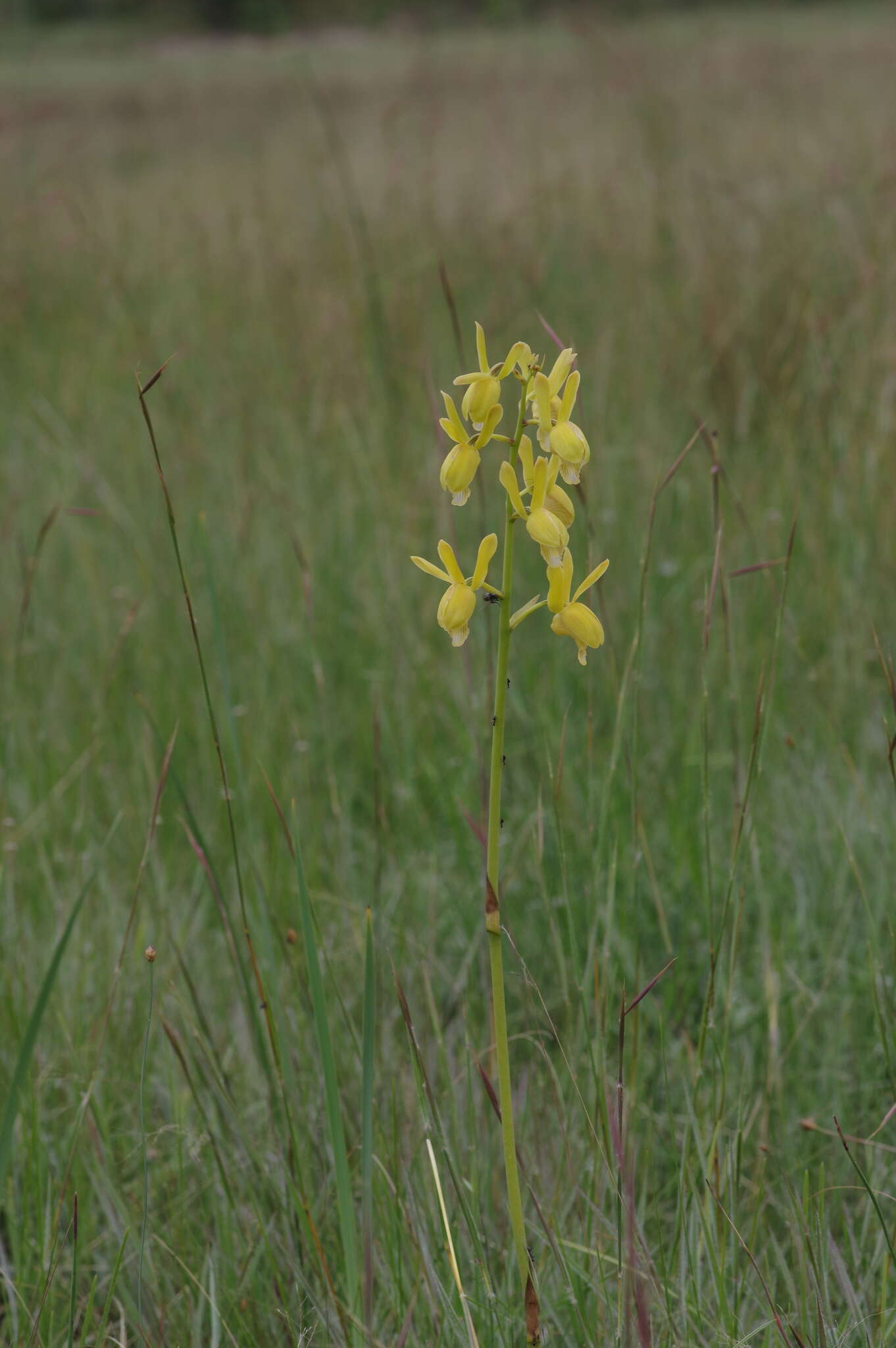 Image de Eulophia angolensis (Rchb. fil.) Summerh.