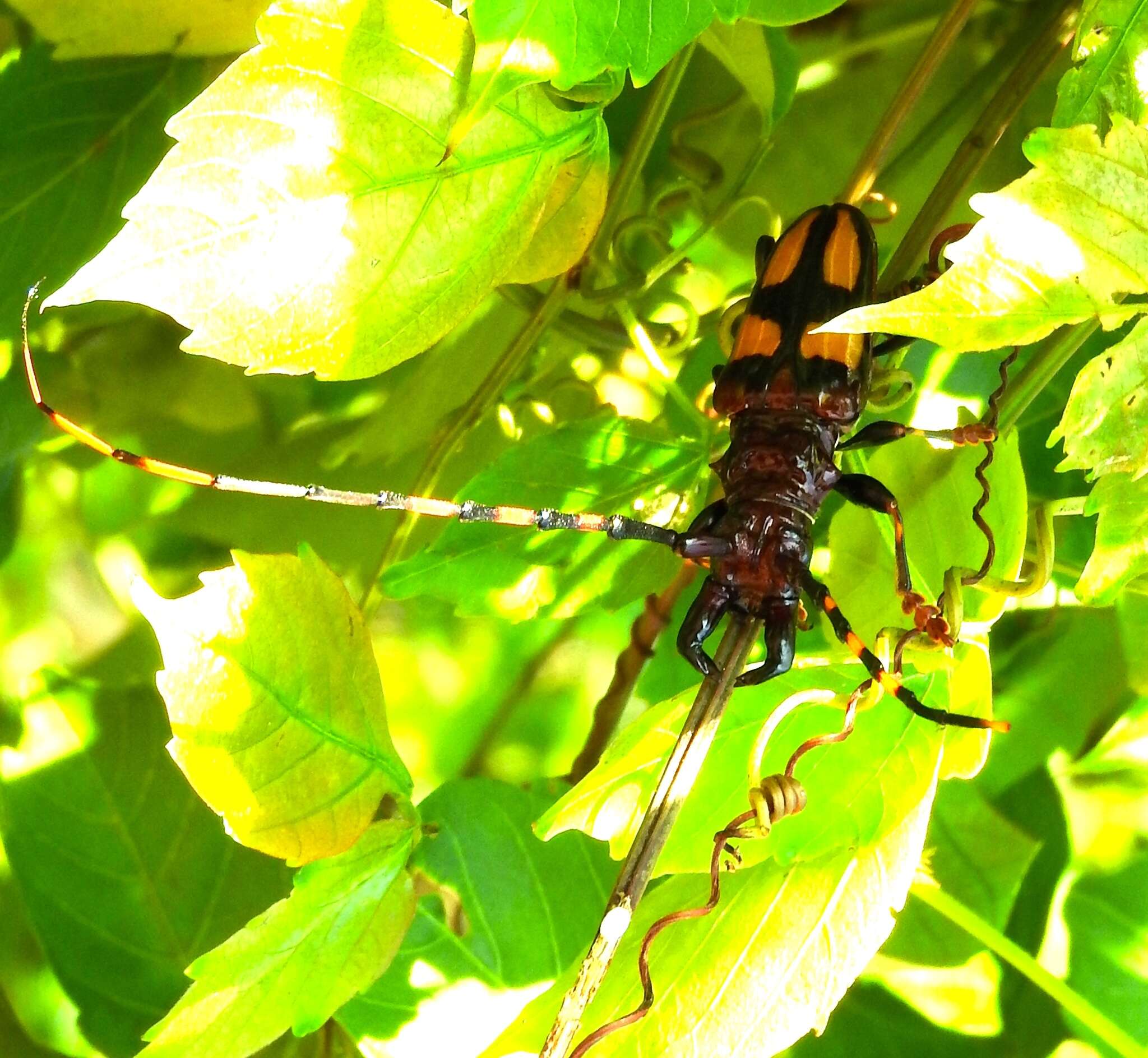 Image of Trachyderes (Dendrobias) mandibularis (Dupont 1834)