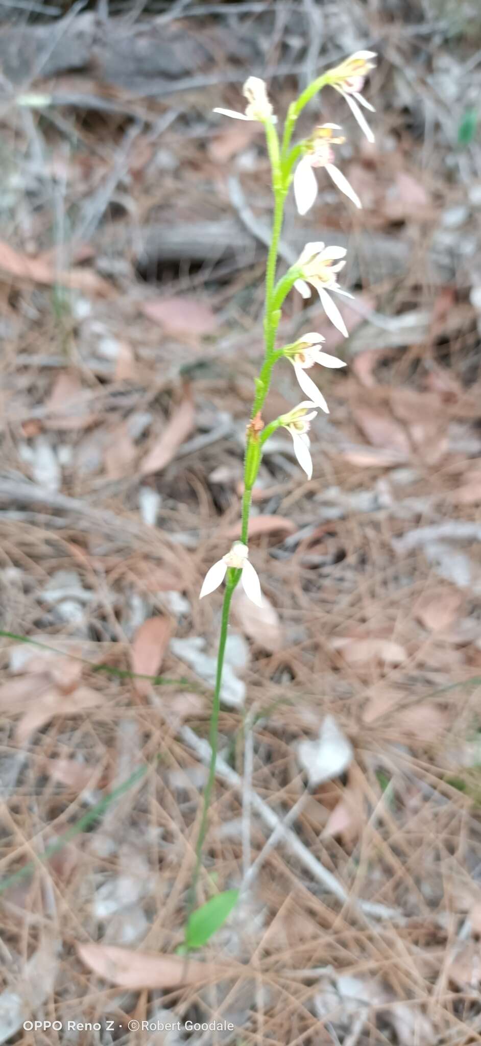 Eriochilus dilatatus Lindl.的圖片