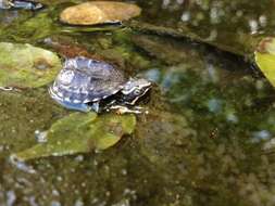 Image of Common Musk Turtle