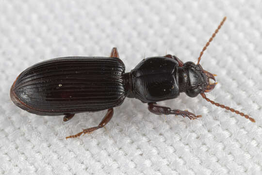 Image of Clivina (Leucocara) americana Dejean 1831