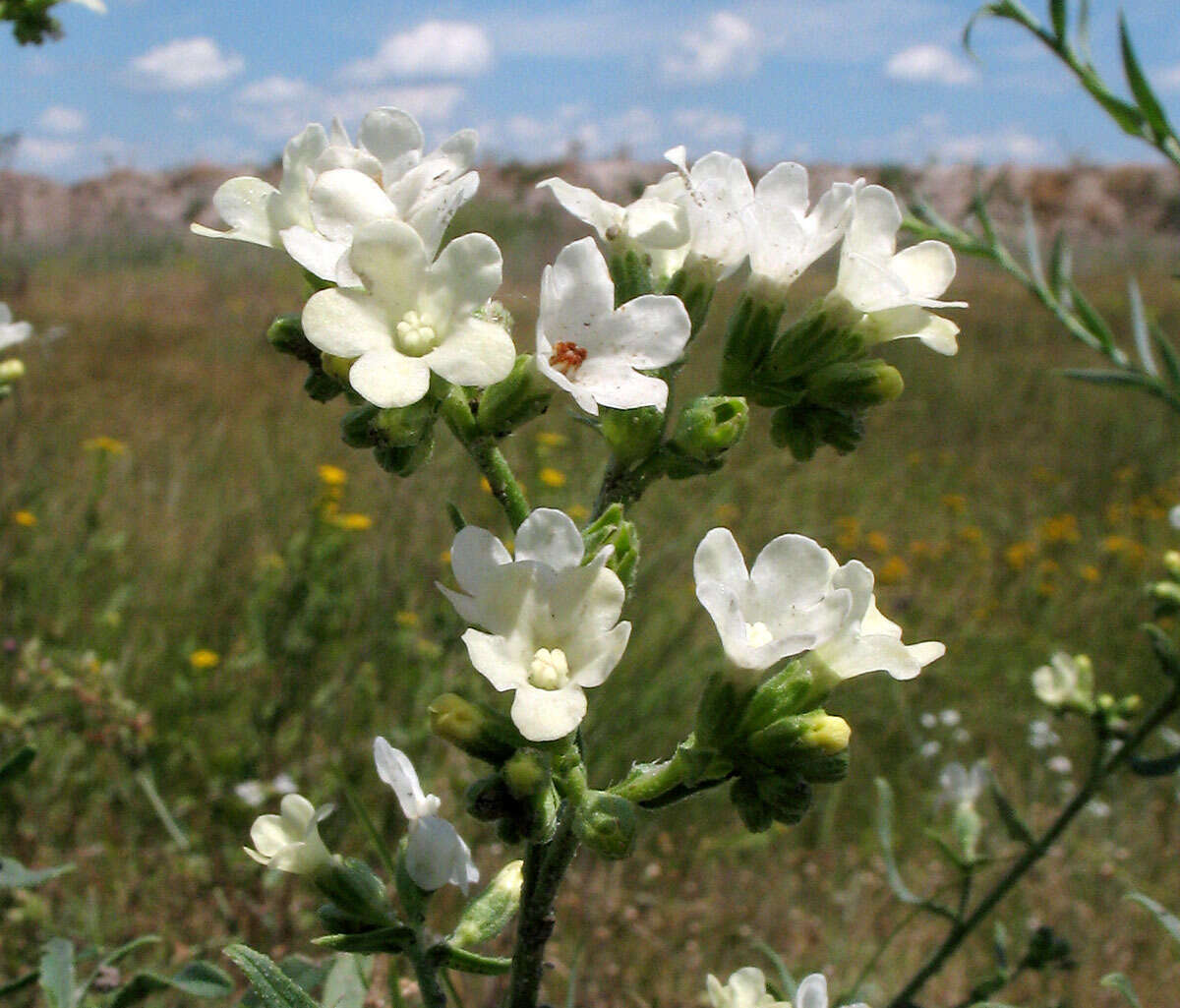 Imagem de Anchusa ochroleuca M. Bieb.