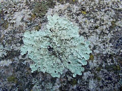 Image of Flavoparmelia soredians (Nyl.) Hale