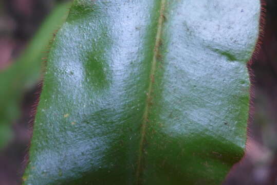 Image de Elaphoglossum apodum (Kaulf.) Schott