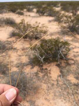 Image of mesa dropseed