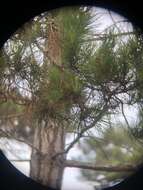 Image of coastal dwarf mistletoe