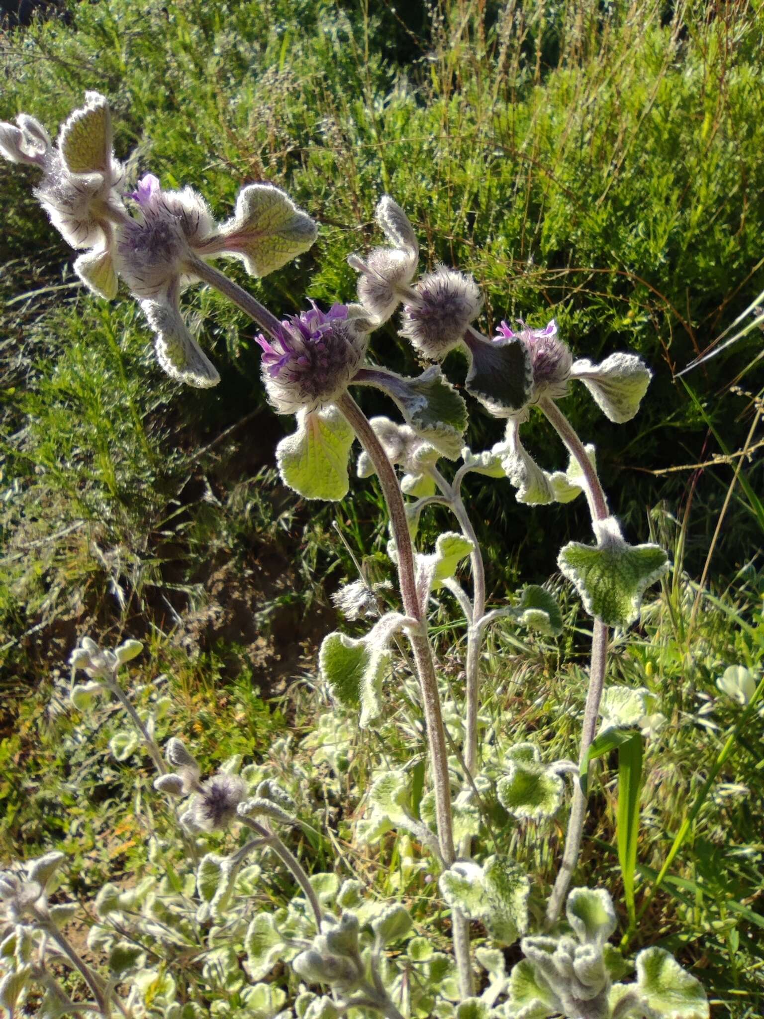 Image of horehound