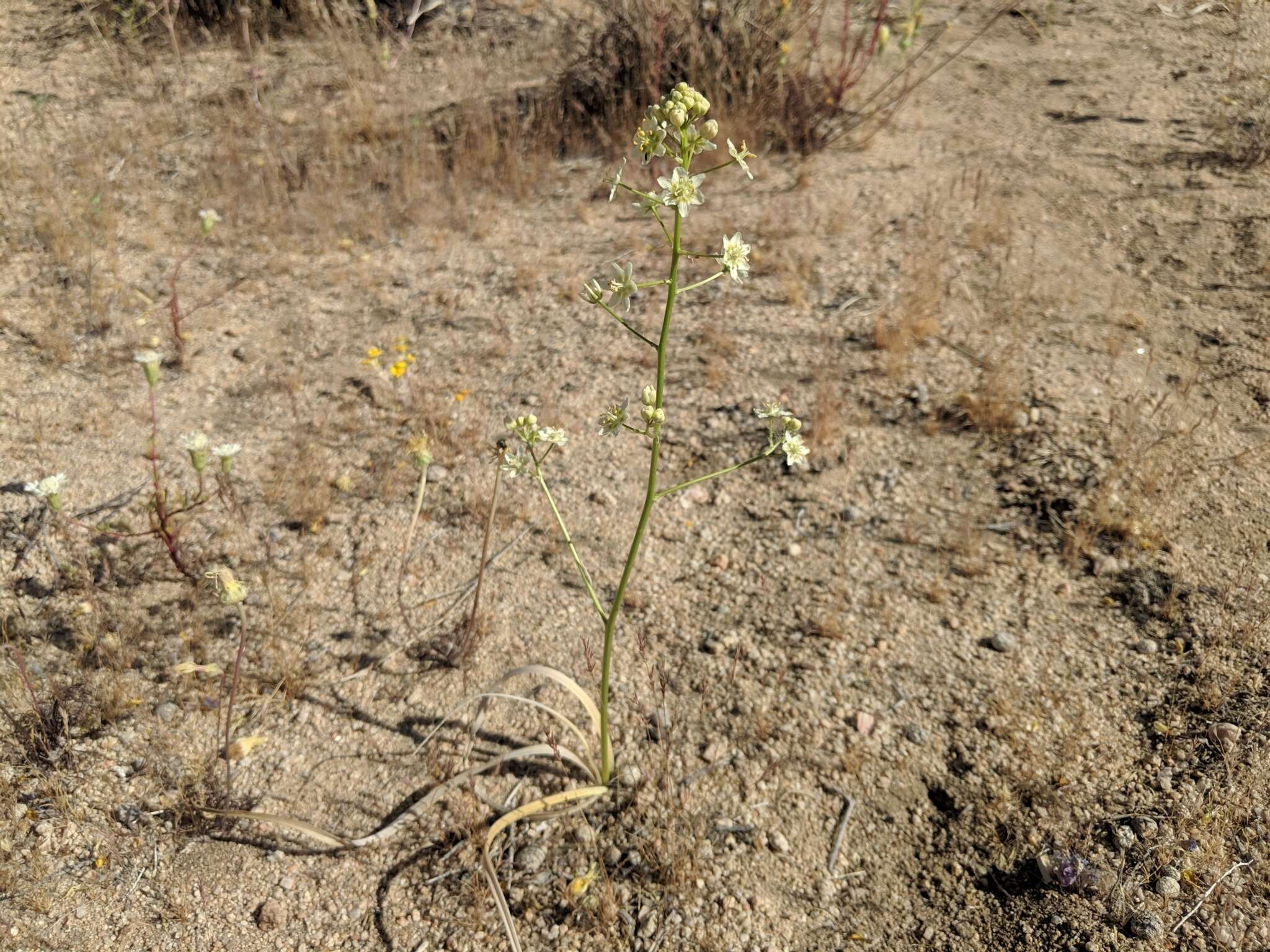 Image of desert deathcamas