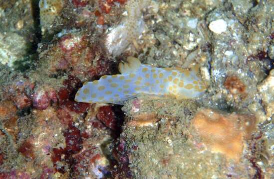 Image of Red spotted fat white slug