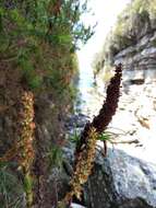 Image de Dracophyllum oceanicum E. A. Brown & N. Streiber