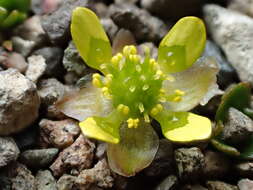 Image of Ranunculus crassipes Hook. fil.